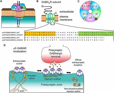 Neurobiology and Therapeutic Potential of α5-GABA Type A Receptors